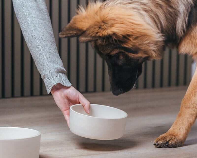 bowl-fennec-geschikt-voor-huisdieren