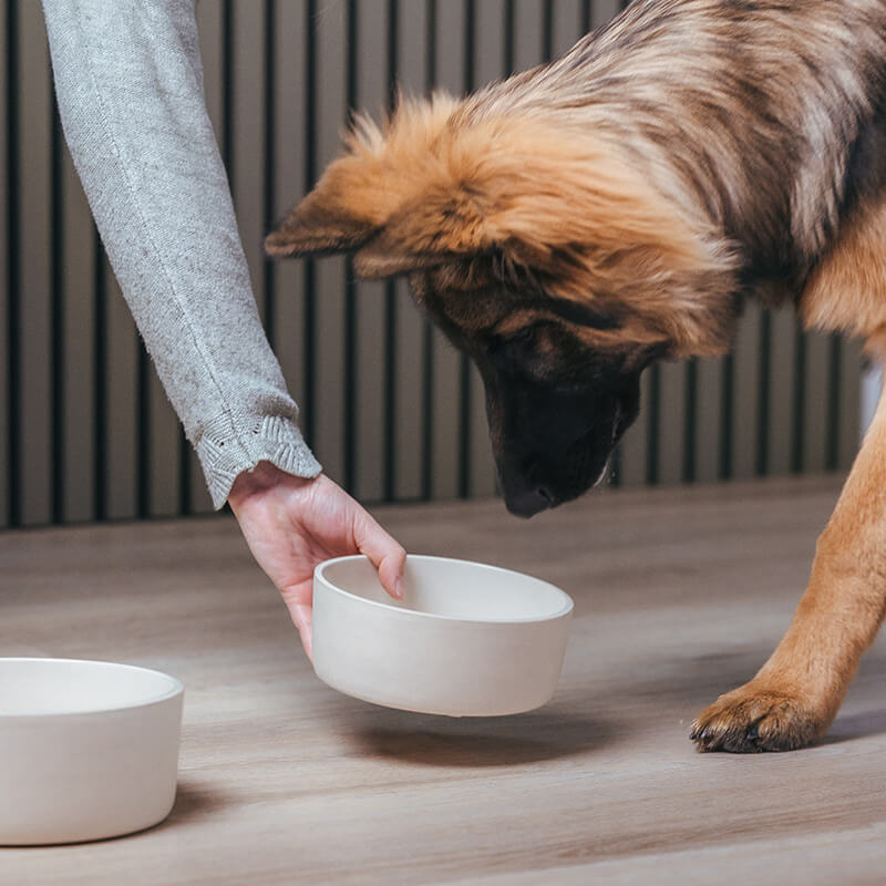 bowl-fennec-geschikt-voor-huisdieren