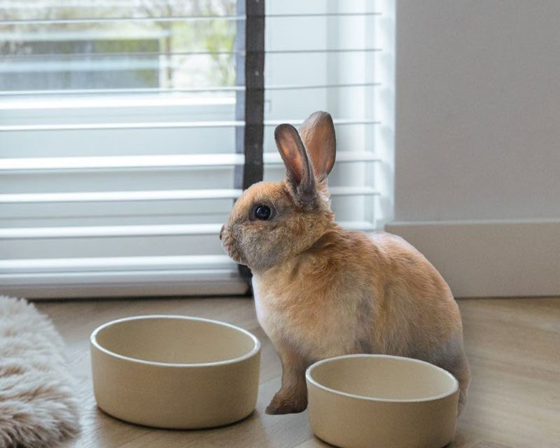 AVA-bowls-knaagdieren-snoepje