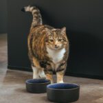bowl-manta-geschikt-voor-huisdieren