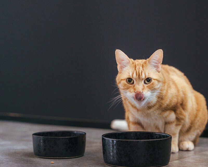 bowl-wolf-geschikt-voor-huisdieren