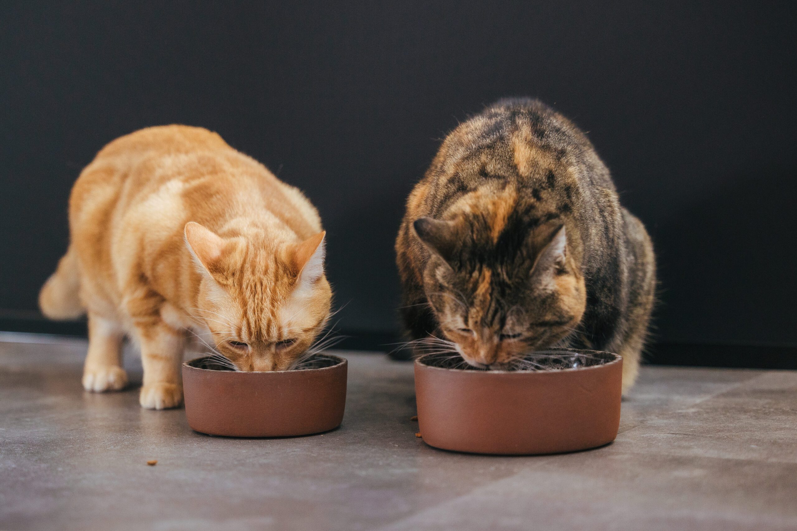 AVA bowls voerbak katten